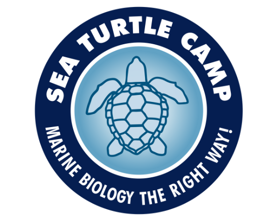 Sea Turtle Camp